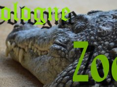 Visit Amazing Animals at Cologne Zoo Cologne Zoo