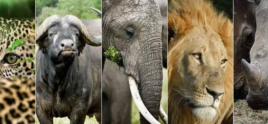 African Big Five