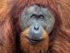 Best Places to see Orangutans in Borneo Orangutans