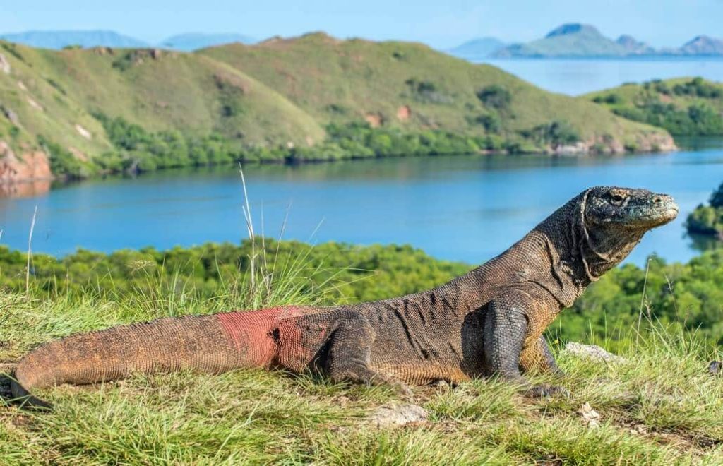 Indonesia Komodo Dragon