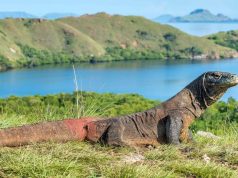 Komodo Dragons & The Wildlife of Indonesia Indonesia Komodo Dragon