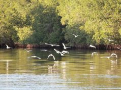 Juan Venado Island: Nicaragua’s Sea Turtle Haven Juan Venado Island